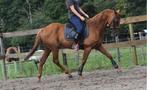 Super super brave, lieve rijpaardruin, Dieren en Toebehoren, Paarden, B, Gechipt, Ruin, 160 tot 165 cm