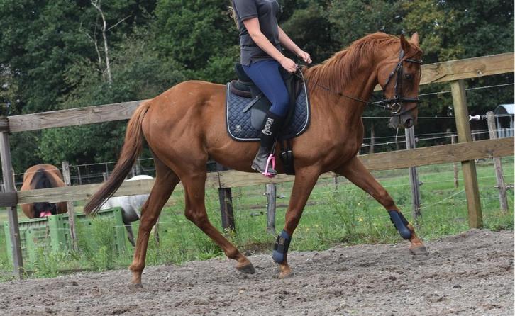 Super super brave, lieve rijpaardruin, Dieren en Toebehoren, Paarden, Ruin, B, 160 tot 165 cm, 11 jaar of ouder, Recreatiepaard