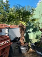 Palmboom trachycarpus fortunei, 100 tot 250 cm, Zomer, Palmboom, Ophalen