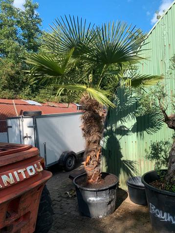 Palmboom trachycarpus fortunei beschikbaar voor biedingen