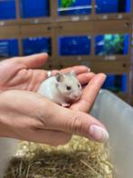 Te koop lieve jonge goudhamsters / Syrisch hamsters, Vrouwelijk, Hamster, Na 1 juli 2024, Tam