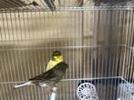 Vogel, Ophalen of Verzenden, Hout, Vogelkooi