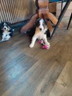 Border collie pups, Overige rassen, Meerdere, Meerdere dieren, Nederland