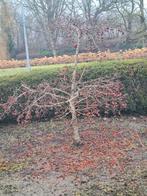Malus Boom - 2 Meter Hoog en Breed, Tuin en Terras, Planten | Bomen, Ophalen, Volle zon, Overige soorten