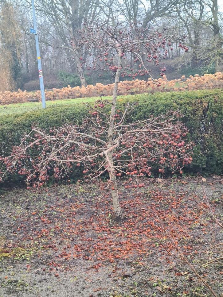 Malus Boom - 2 Meter Hoog en Breed, Tuin en Terras, Planten | Bomen, Overige soorten, Volle zon, Ophalen