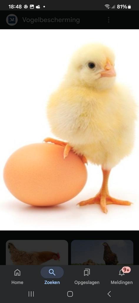 Broedeieren mesthaantjes tot eind september, Dieren en Toebehoren, Pluimvee, Kip, Geslacht onbekend