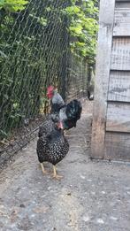 Broedeieren Barnevelder kriel dubbel gezoomd zilver, Dieren en Toebehoren, Pluimvee, Geslacht onbekend, Kip