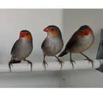 3 Oranjekaakjes, Dieren en Toebehoren, Vogels | Overige Vogels, Meerdere dieren, Tropenvogel