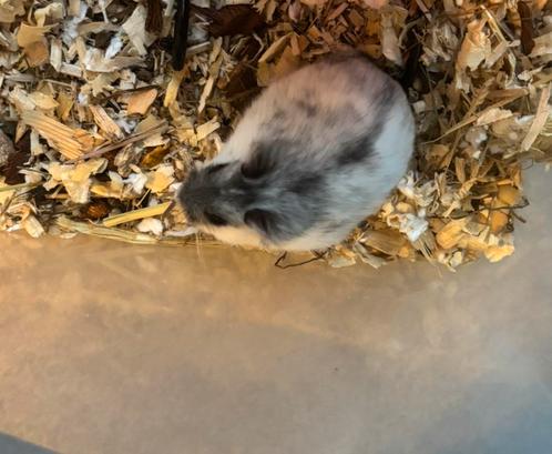 Gratis Russische dwerghamster vrouw. Mooie kleur, Dieren en Toebehoren, Knaagdieren, Vrouwelijk, Hamster, Juli
