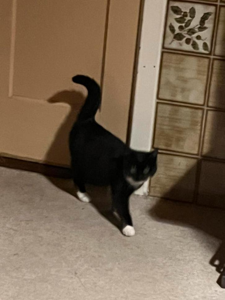 Jonge kittens van dit jaar, Dieren en Toebehoren, Katten en Kittens | Raskatten | Korthaar, Kater, 0 tot 2 jaar, Ontwormd