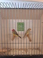 Koppel Binsenastrilde roodkop x geelkop, Meerdere dieren, Kleurkanarie