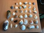 Schelpen verzameling, Verzamelen, Mineralen en Fossielen, Schelp(en), Ophalen of Verzenden