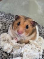 Goudhamsters en dwerghamsters, leuke kooien en meer., Dieren en Toebehoren, Knaagdieren, Hamster, Juli, Meerdere dieren, Tam