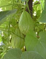 Grote biologische chayote ofwel labusiam, Ophalen of Verzenden, Eenjarig, Groenteplanten, Volle zon