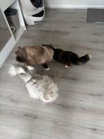 Liefdevolle kattenopvang in huiselijke logeerkamer, Dieren en Toebehoren, Meerdere dieren