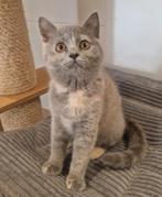 Brits kort-en langhaar kittens met stamboom., Dieren en Toebehoren, Meerdere dieren, Gechipt, 0 tot 2 jaar
