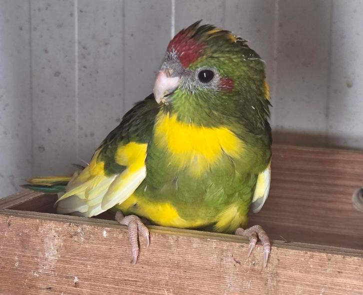Kakariki's, Dieren en Toebehoren, Vogels | Parkieten en Papegaaien, Parkiet, Meerdere dieren