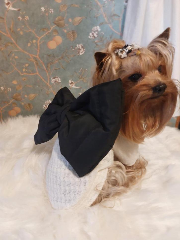 Een unieke, modieuze trui voor honden. Een trui met een enor, Dieren en Toebehoren, Honden-accessoires, Nieuw, Ophalen of Verzenden