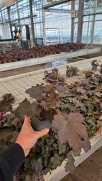 Heuchera Palace Purple restpartij ca 400 stuks - deze week, Ophalen of Verzenden, Overige soorten, Halfschaduw