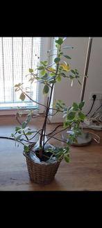 Mooie groene kamerplant, Huis en Inrichting, Kamerplanten, Overige soorten, In pot, Minder dan 100 cm, Groene kamerplant