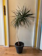 Dracaena 1.5m kamerplant, Huis en Inrichting, Kamerplanten, Ophalen of Verzenden