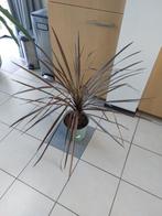Cordyline plant - Rood/bruin, Tuin en Terras, Planten | Tuinplanten, Ophalen, Vaste plant, Siergrassen, Bloeit niet
