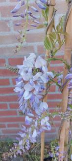 Wisteria blauwe en witte regen, Tuin en Terras, Planten | Tuinplanten, Ophalen of Verzenden, Overige soorten, Volle zon