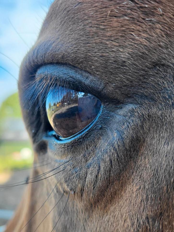 Gezocht:kleinschalige pensionstal of aan huis, Dieren en Toebehoren, Stalling en Weidegang, Stalling, Weidegang