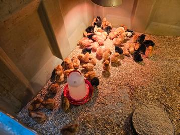 Kuikens te koop beschikbaar voor biedingen