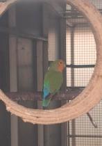 Agapornis roseicollie, Dieren en Toebehoren, Vrouwelijk, Dwergpapegaai of Agapornis, Geringd