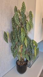 Begonia Maculata, Huis en Inrichting, Kamerplanten, Ophalen, Halfschaduw, Minder dan 100 cm