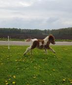 Te koop: 2 mooie bonte shetlander hengstjes, Minder dan 160 cm, Niet van toepassing, Hengst, Recreatiepaard