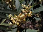 Wintergroene Steenlinde /  Phillyrea Angustifolia, Volle zon, Vaste plant, Lente, Ophalen