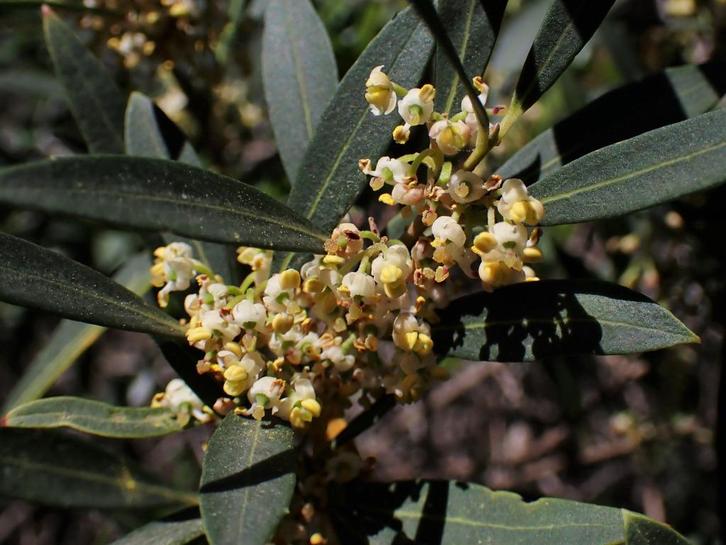 Wintergroene Steenlinde /  Phillyrea Angustifolia, Tuin en Terras, Planten | Tuinplanten, Vaste plant, Overige soorten, Volle zon