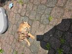 Chihuahua Reu Pup 8 Maand, Dieren en Toebehoren, Honden | Chihuahua's en Gezelschapshonden, 15 weken tot 1 jaar, Reu, Eén hond