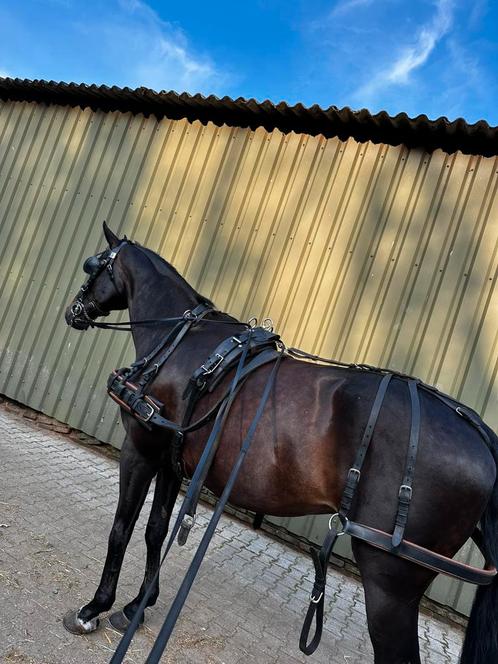 Ideal mentuig full, Dieren en Toebehoren, Paarden en Pony's | Hoofdstellen en Tuigage, Gebruikt, Overige soorten, Ophalen of Verzenden