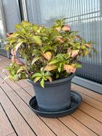 Hortensia, Ophalen, Zomer, Overige soorten, Halfschaduw