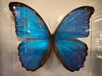 Morpho Didius in lijst 25 x 25 cm met beschadiging, Ophalen of Verzenden, Nieuw, Overige soorten, Opgezet dier