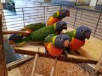 Jonge Baby Lori v. d. Blauwe Bergen | Nieuwsgierig | Handtam, Dieren en Toebehoren, Vogels | Parkieten en Papegaaien, Meerdere dieren