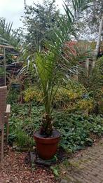 Phoenix Canariensis, Ophalen, In pot, Volle zon, Overige soorten
