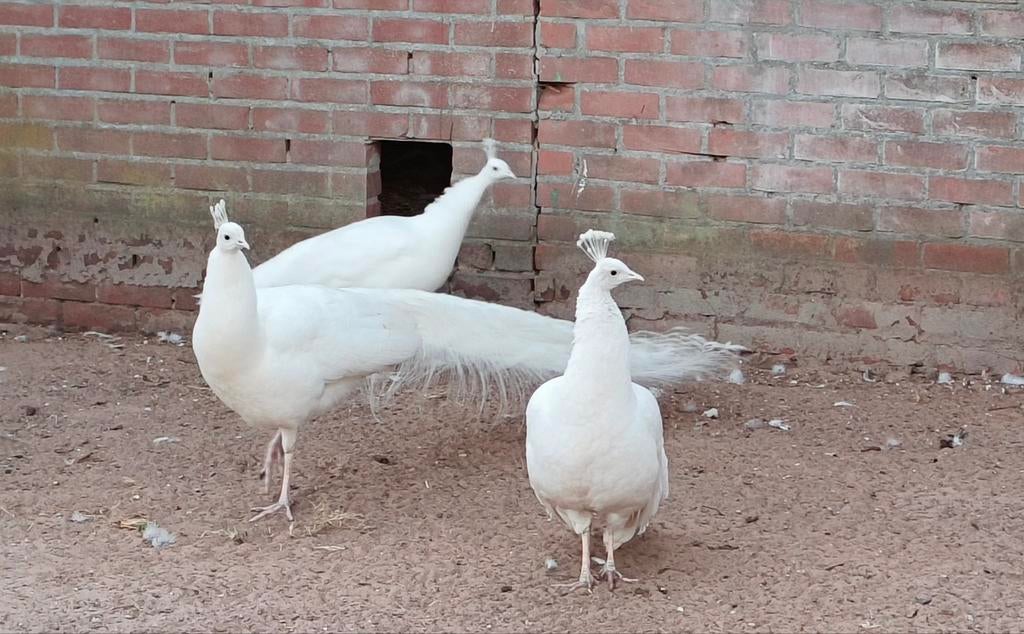 Prachtige pauwen tekoop, Dieren en Toebehoren, Pluimvee, Meerdere dieren, Overige soorten