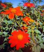 Zaad mexicaanse zonnebloem, oranje., Tuin en Terras, Bloembollen en Zaden, Ophalen of Verzenden, Zaad