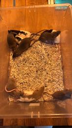 Tamme dumbo ratjes,rittens, Dieren en Toebehoren, Knaagdieren, Rat, Mei, Meerdere dieren, Tam