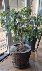 Mooie plant op stam, Ophalen, Overige soorten, Halfschaduw, Minder dan 100 cm