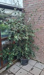 Cotoneaster lacteus Dwegmispel 180cm hoog nog 5 stuks, Tuin en Terras, Ophalen, Overige soorten, Minder dan 100 cm