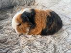 Ch teddy beertje rood/zwart/wit slate dragend, Dieren en Toebehoren, Knaagdieren, Cavia, Mannelijk, Tam, September