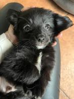Super lieve Markiesje/Kooiker pups!, Nederland, Overige rassen, 8 tot 15 weken, CDV (hondenziekte)