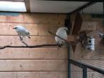 Koppel spreeuwen, Dieren en Toebehoren, Meerdere dieren, Tropenvogel, Geringd