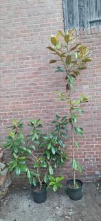 Magnolia grandiflora 'nannetensis', Ophalen, Volle zon, Overige soorten
