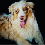 Aussie dekreu met stamboom., Dieren en Toebehoren, België, Particulier, Reu, 1 tot 2 jaar